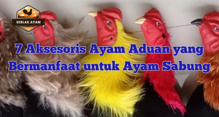 7 Aksesoris Ayam Aduan yang Bermanfaat untuk Ayam Sabung