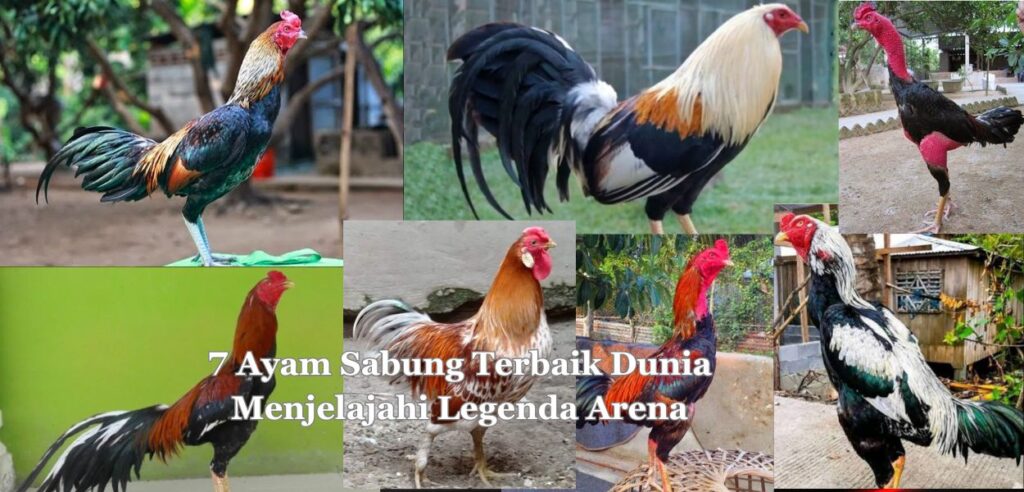 7 Ayam Sabung Terbaik Dunia Menjelajahi Legenda Arena