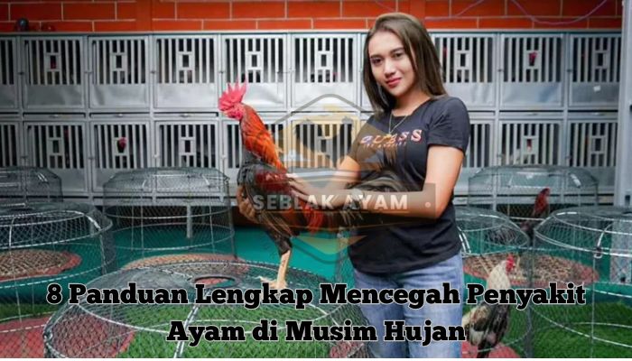 8 Panduan Lengkap Mencegah Penyakit Ayam di Musim Hujan