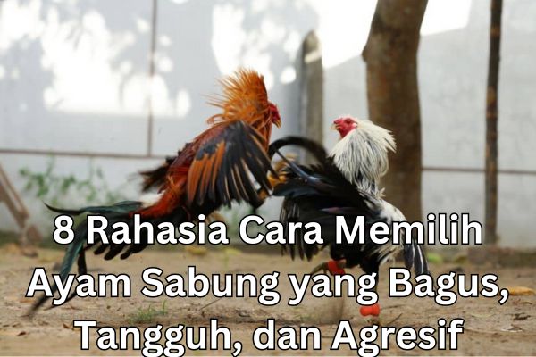 8 Rahasia Cara Memilih Ayam Sabung yang Bagus, Tangguh, dan Agresif