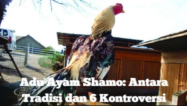 Adu Ayam Shamo Antara Tradisi dan 6 Kontroversi