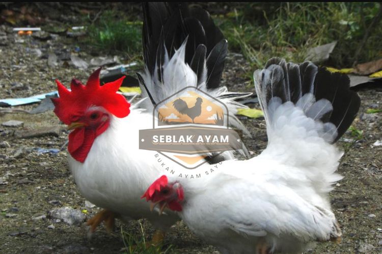 Ciri Khas yang Membedakan Chabo dari Ayam Lainnya