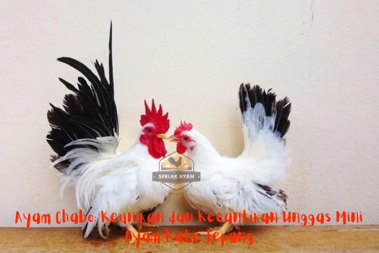 Ayam Chabo: Keunikan dan Kecantikan Unggas Mini Ayam Kate Jepang