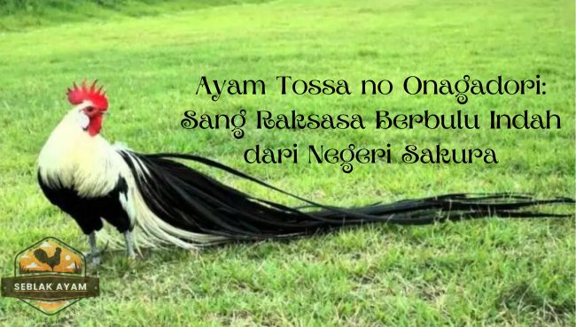 Ayam Tossa no Onagadori Sang Raksasa Berbulu Indah dari Negeri Sakura