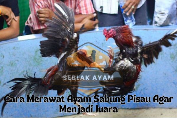 Cara Merawat Ayam Sabung Pisau Agar Menjadi Juara