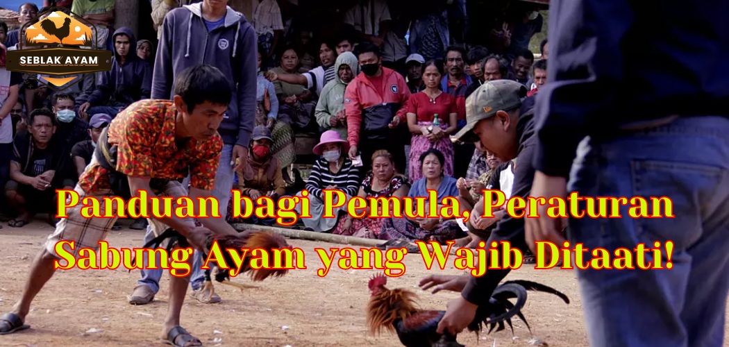 Panduan bagi Pemula, Peraturan Sabung Ayam yang Wajib Ditaati!