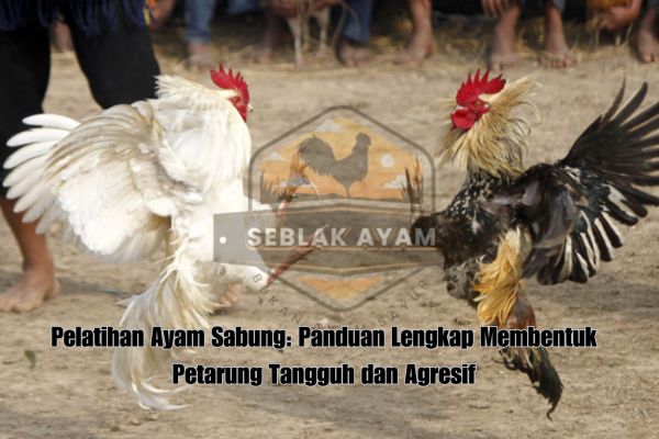 Pelatihan Ayam Sabung Panduan Lengkap Membentuk Petarung Tangguh dan Agresif