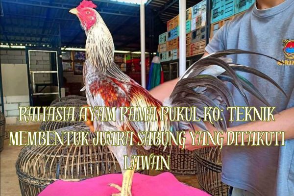 Rahasia Ayam Pama Pukul Ko Teknik Membentuk Juara Sabung yang Ditakuti Lawan