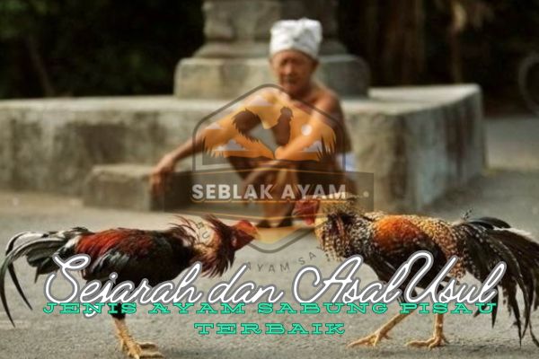 Sejarah dan Asal Usul Jenis Ayam Sabung Pisau Terbaik