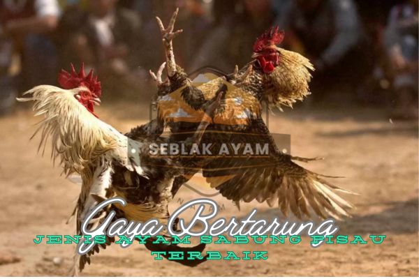 Gaya Bertarung Jenis Ayam Sabung Pisau Terbaik