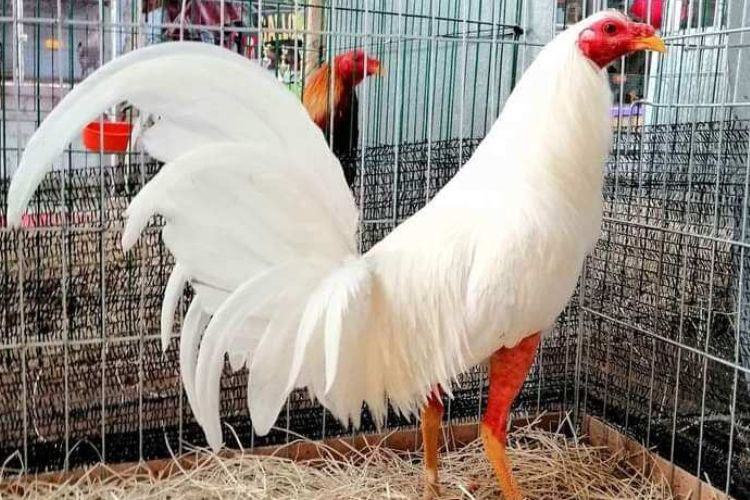 Sebuah Warisan Budaya yang Kaya Tentang Ayam Philipin