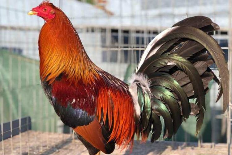 Budaya dan Tradisi Filipina: Peran Ayam Philipin dalam Kearifan Lokal