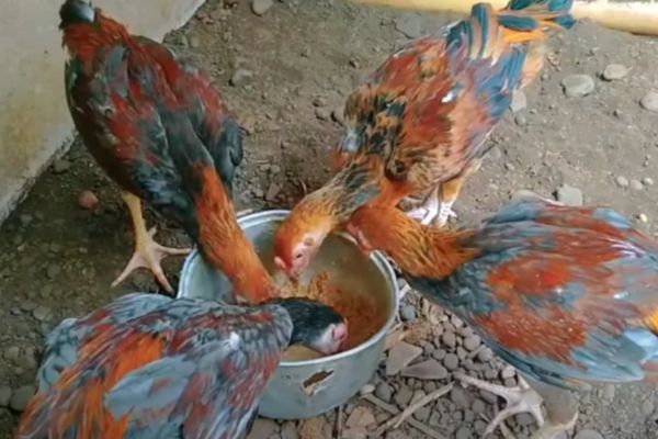 Pelatihan Ayam Sabung Muda:4 Fondasi Utama Untuk Kesuksesan di Arena Sabung Ayam