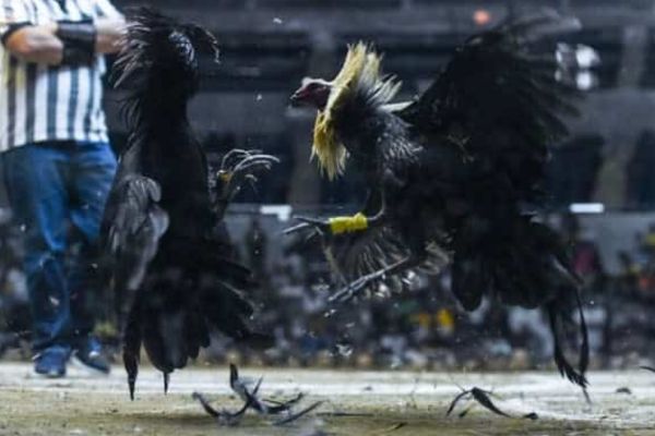 Pelatihan Ayam Sabung Untuk Membentuk Juara di Arena Pertempuran