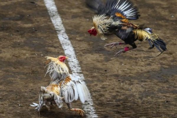 Pelatihan Ayam Sabung Untuk Meraih Puncak Performa