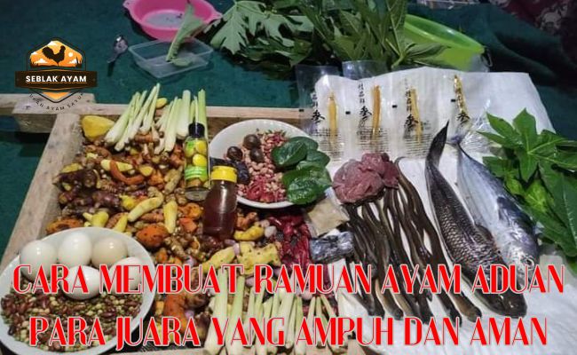 Cara Membuat Ramuan Ayam Aduan Para Juara yang Ampuh dan Aman