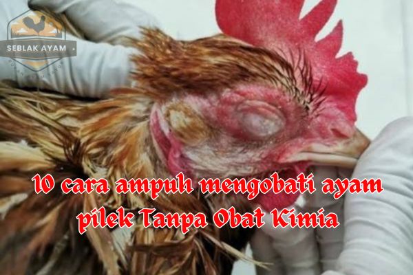 Cara Ampuh Mengobati Ayam Pilek Tanpa Obat Kimia