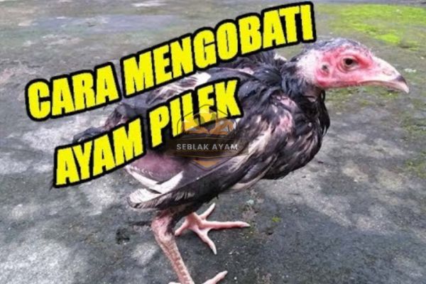 Bawang Putih: Cara Ampuh Mengobati Ayam Pilek