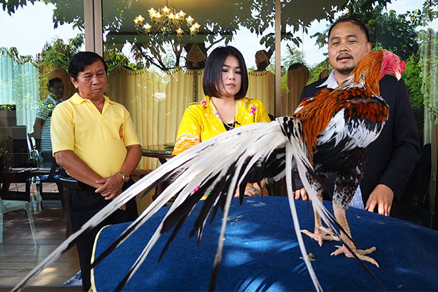 Tubuh yang Proporsional Ciri2 Ayam Bangkok Klasik