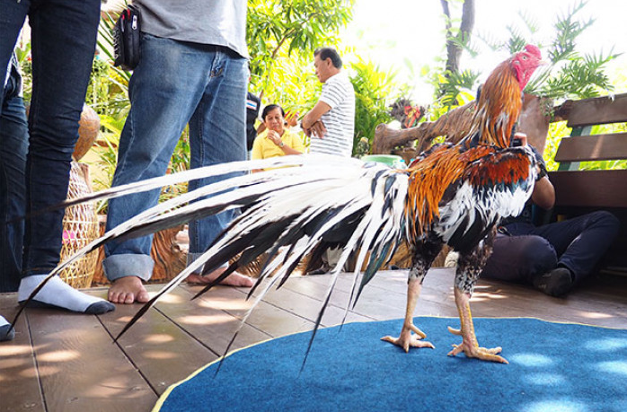 Kenali 5 Ciri2 Ayam Bangkok Klasik di Lihat Dari Bentuk Fisik