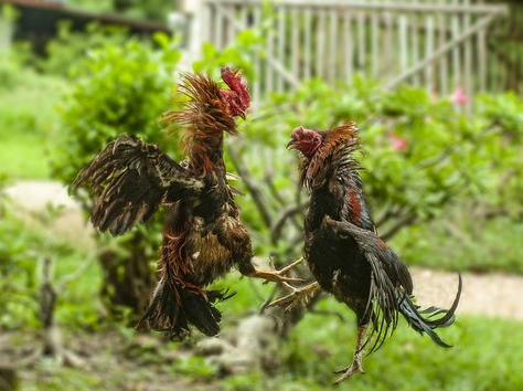 3 Fungsi Penting Aksesoris Ayam Aduan