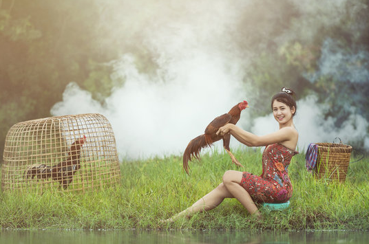 Mengungkap Ciri2 Ayam Bangkok Klasik yang Menakjubkan